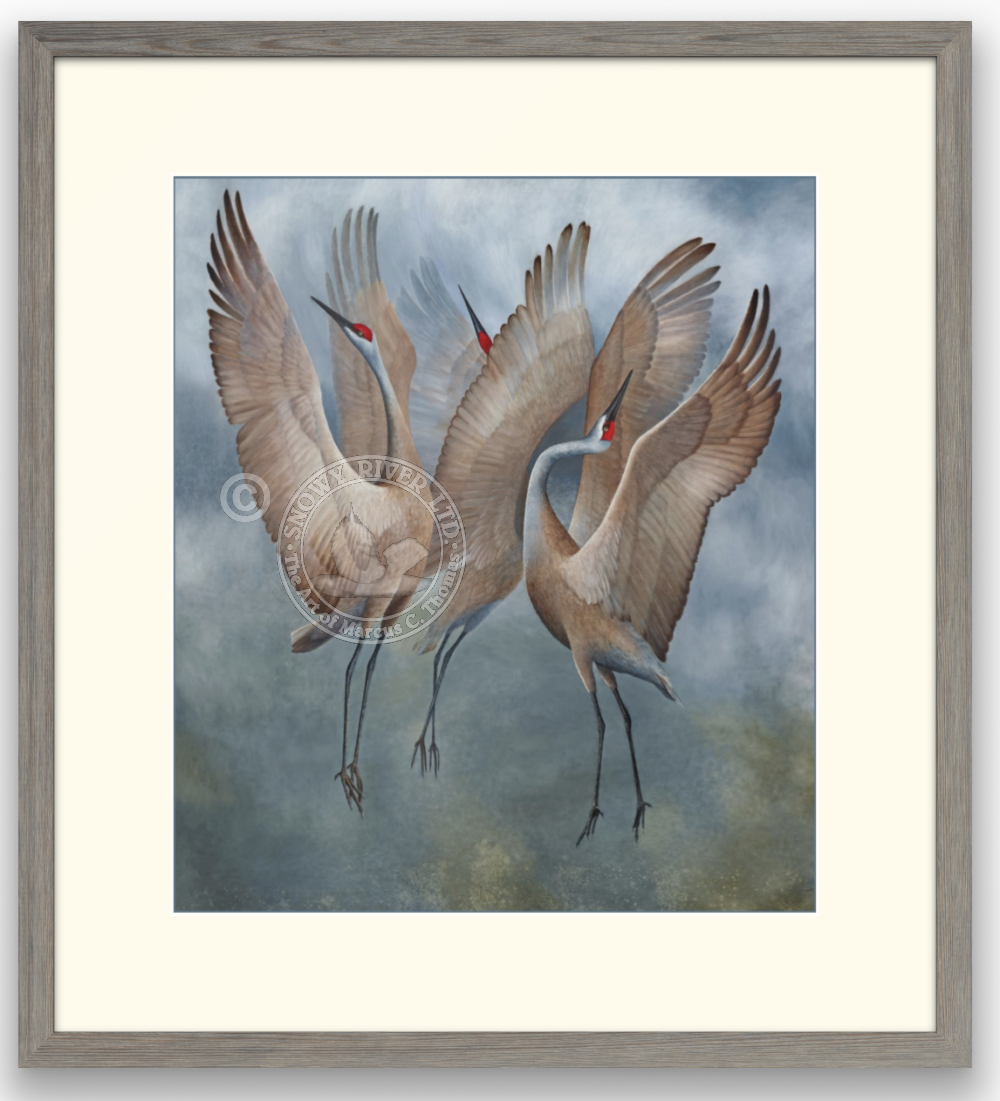 The Dance - Sandhill Cranes