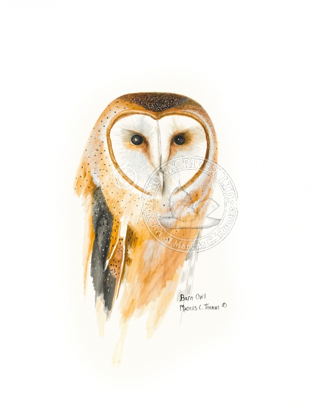 Barn Owl - SOLD